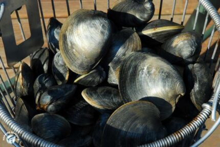 Fresh Chowder ‘Quahog’ Clams (Large) – 100 Ct. Bag