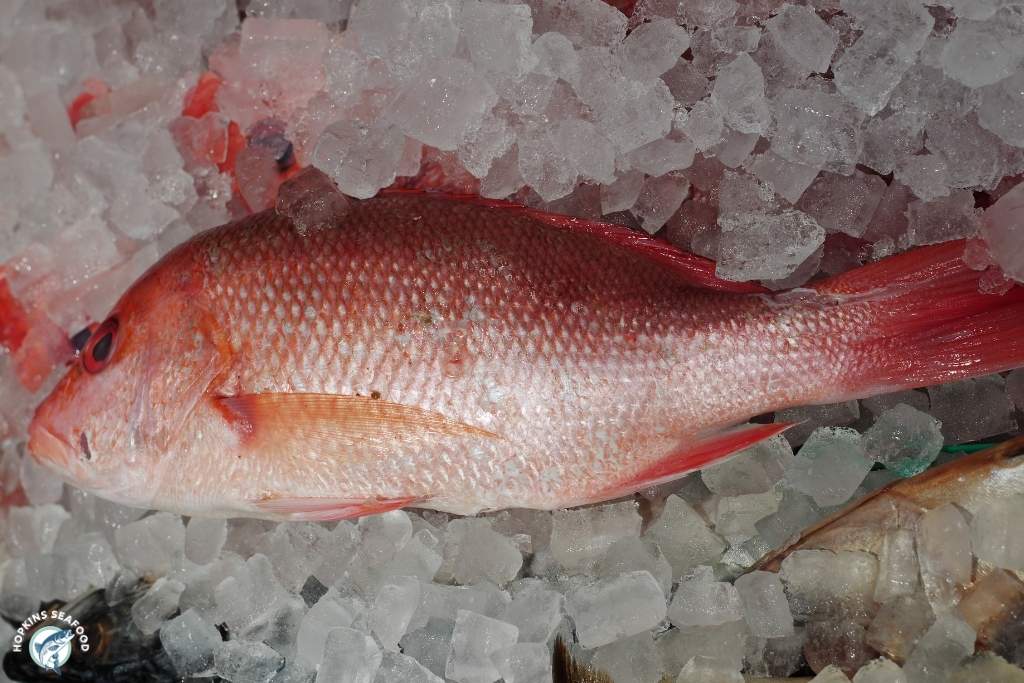 Frozen Whole Red Snapper