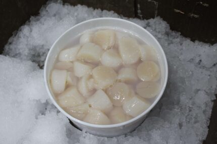 Fresh Wet Jumbo Sea Scallops (10/20) – 1 Gallon Tub