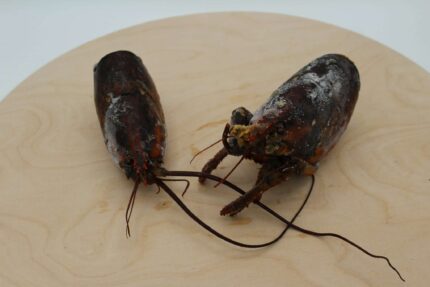 Frozen Lobster – Bodies – 25 Lbs. Case