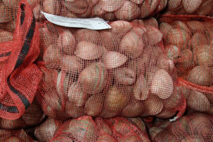 Fresh Whole Top Neck Clams – 125 Ct. Bag