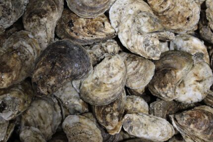 Fresh Shucked Oysters (Counts) – 1 Gallon Tub