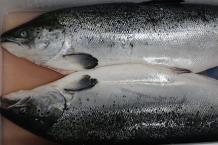 Fresh Norwegian Whole Atlantic Salmon (15-17 Lbs.) – 45 Lbs. Case