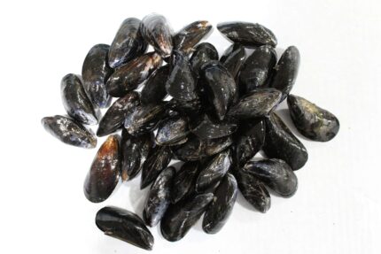 Fresh Mussels – 2 Lbs. Retail Pack