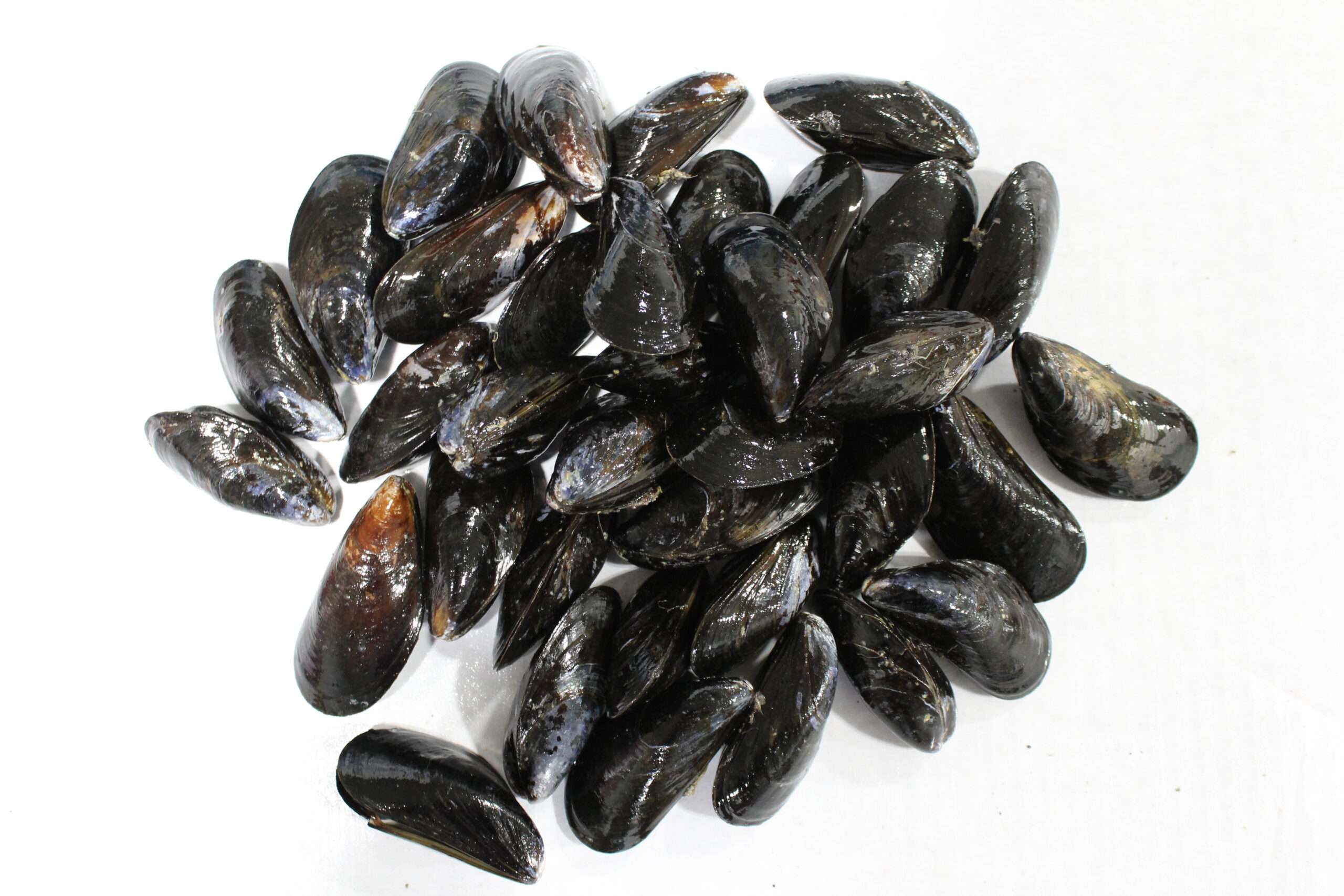 Fresh Mussels - Retail Box - 20 Lbs. Case