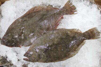 Fresh Whole Fluke