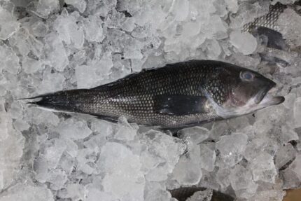 Fresh Whole Black Sea Bass