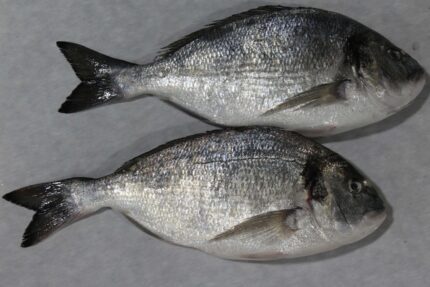 Fresh Whole Dorade (Sea Bream) (600-800 grams) – 22.05 Lbs. Case