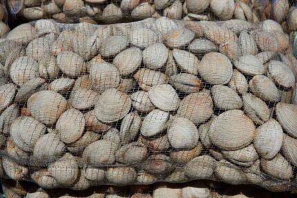 Fresh Whole Littleneck Clams – 125 Ct. Bag
