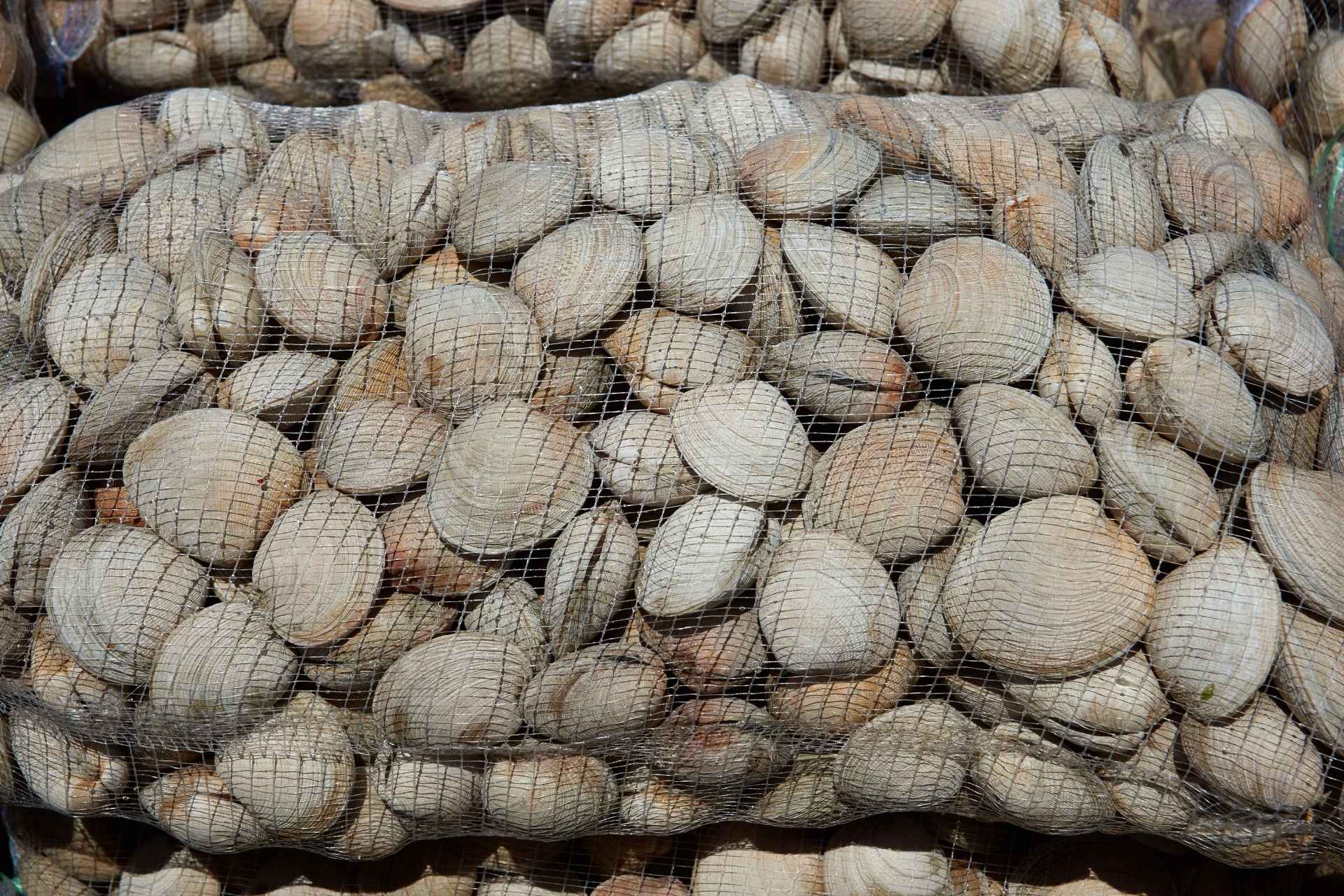 Fresh Whole Middleneck Clams - 100 Ct. Bag