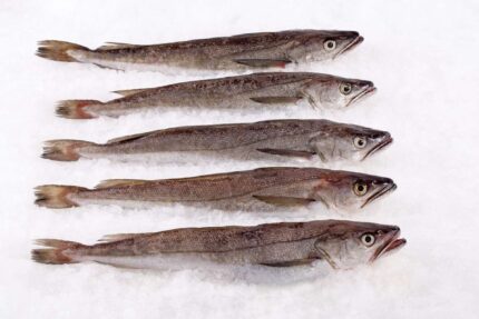 Fresh Whole Whiting