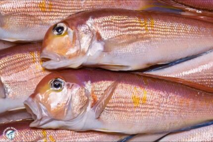 Fresh Whole Tilefish