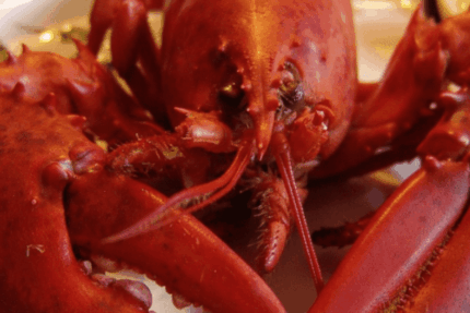 Fresh, Live Whole Lobster