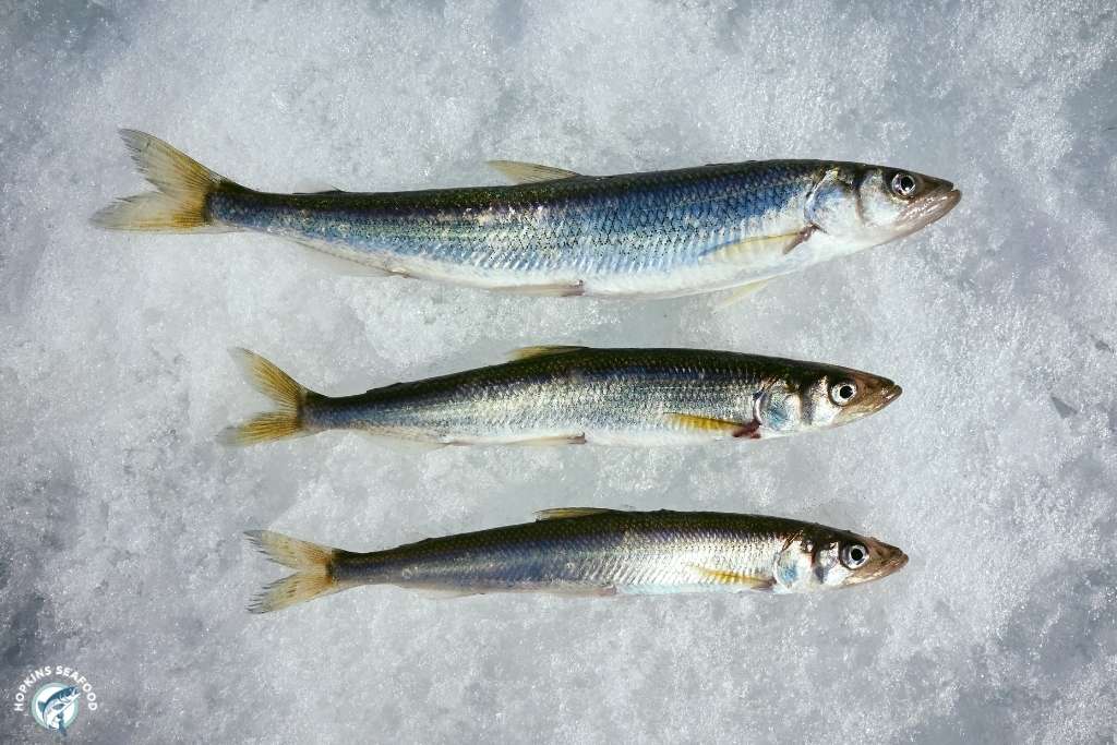 Frozen Smelts IQF