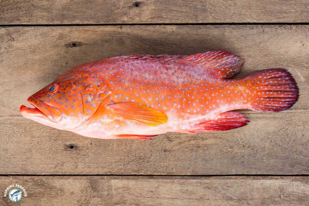 Frozen Whole Strawberry Grouper