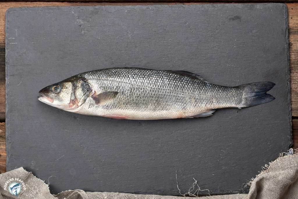 Frozen Whole Chilean Sea Bass - Scaled & Gutted